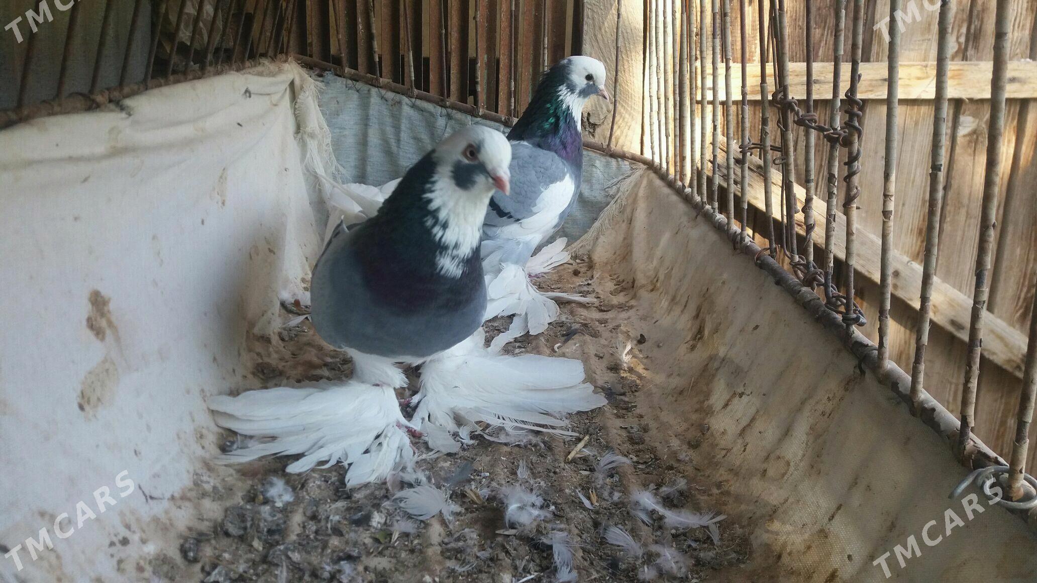 Kepderi - Mary - img 2