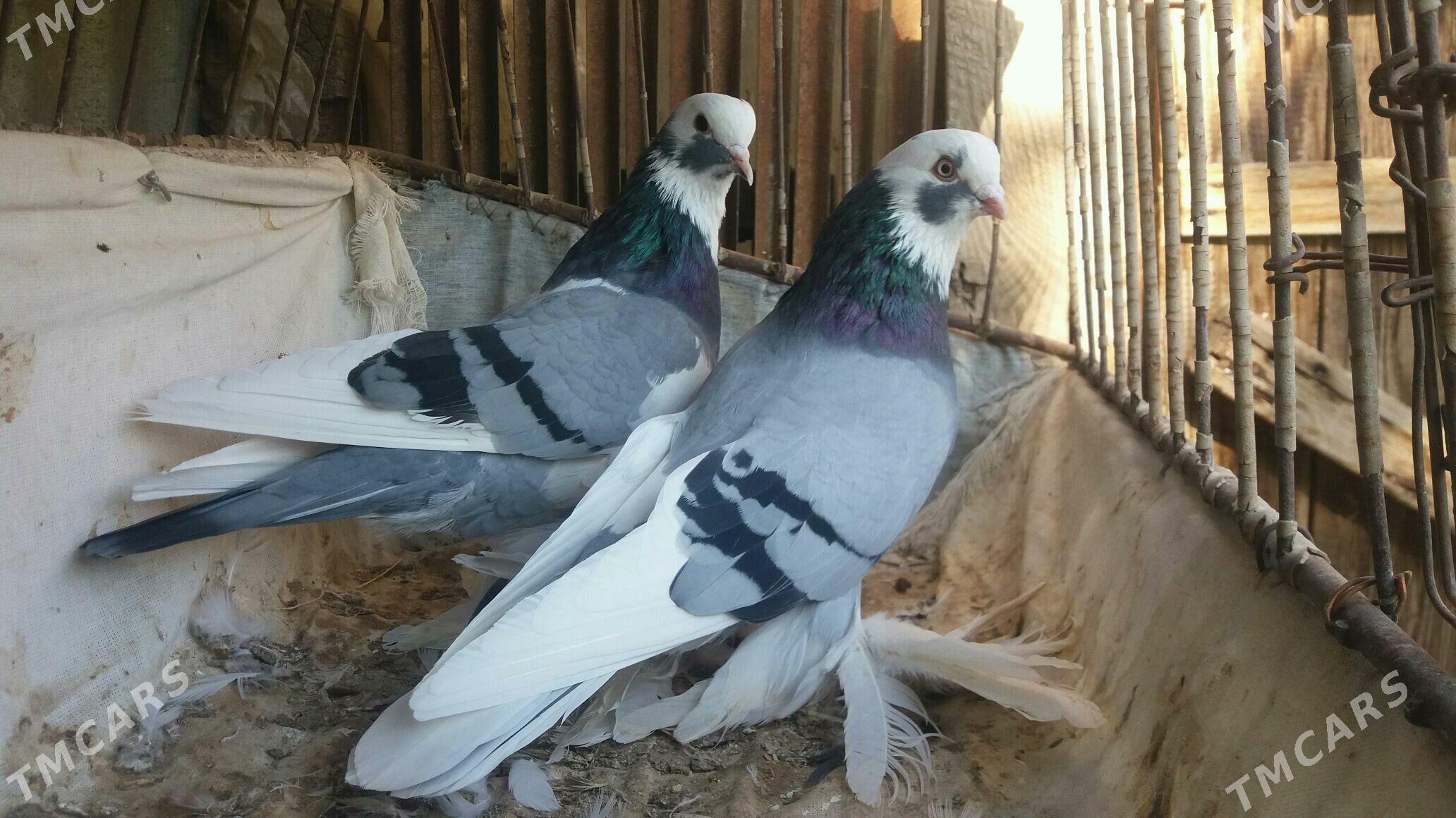 Kepderi - Mary - img 3