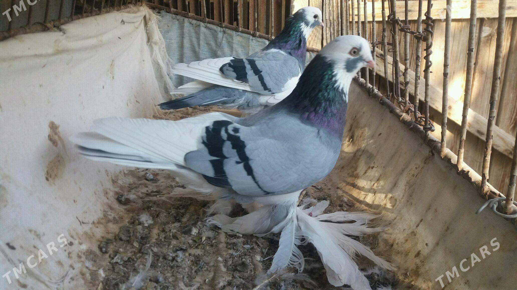 Kepderi - Mary - img 1