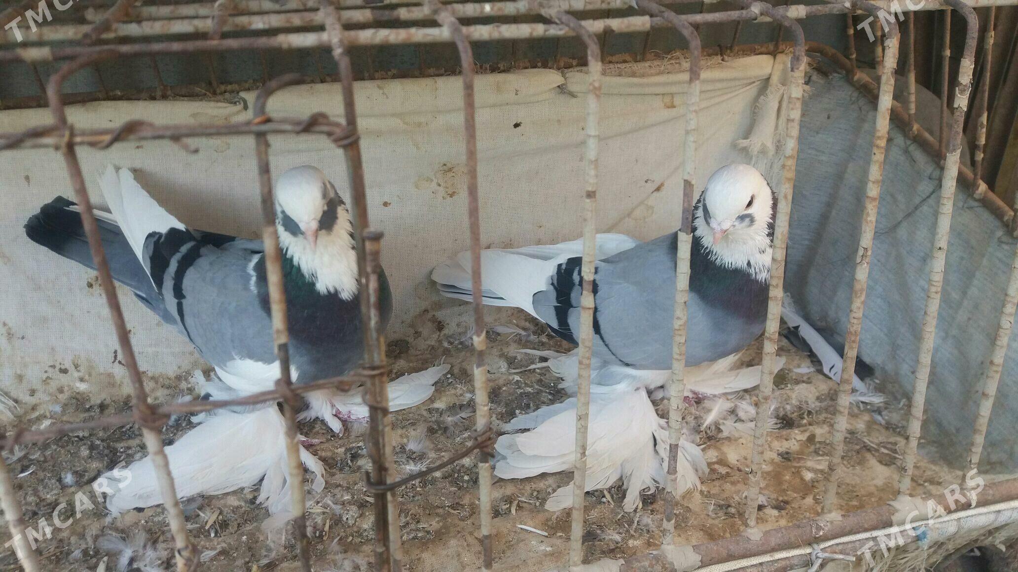 Kepderi - Mary - img 5