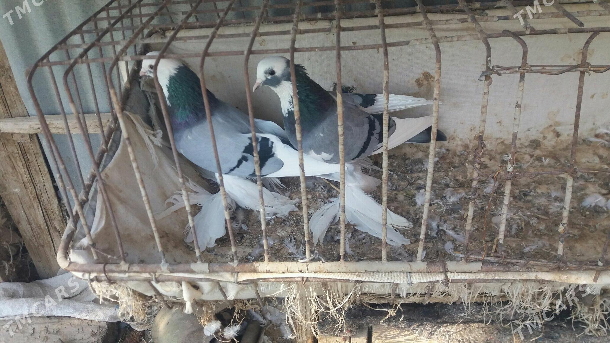 Kepderi - Mary - img 7