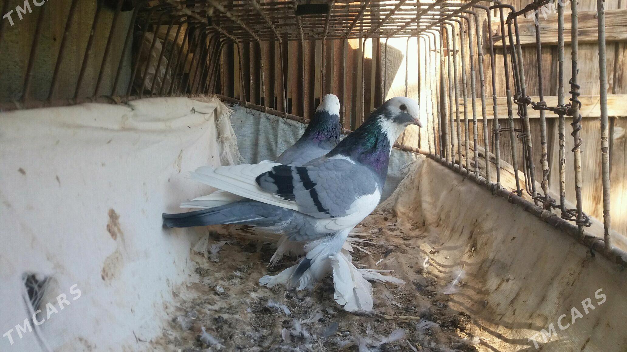 Kepderi - Mary - img 6