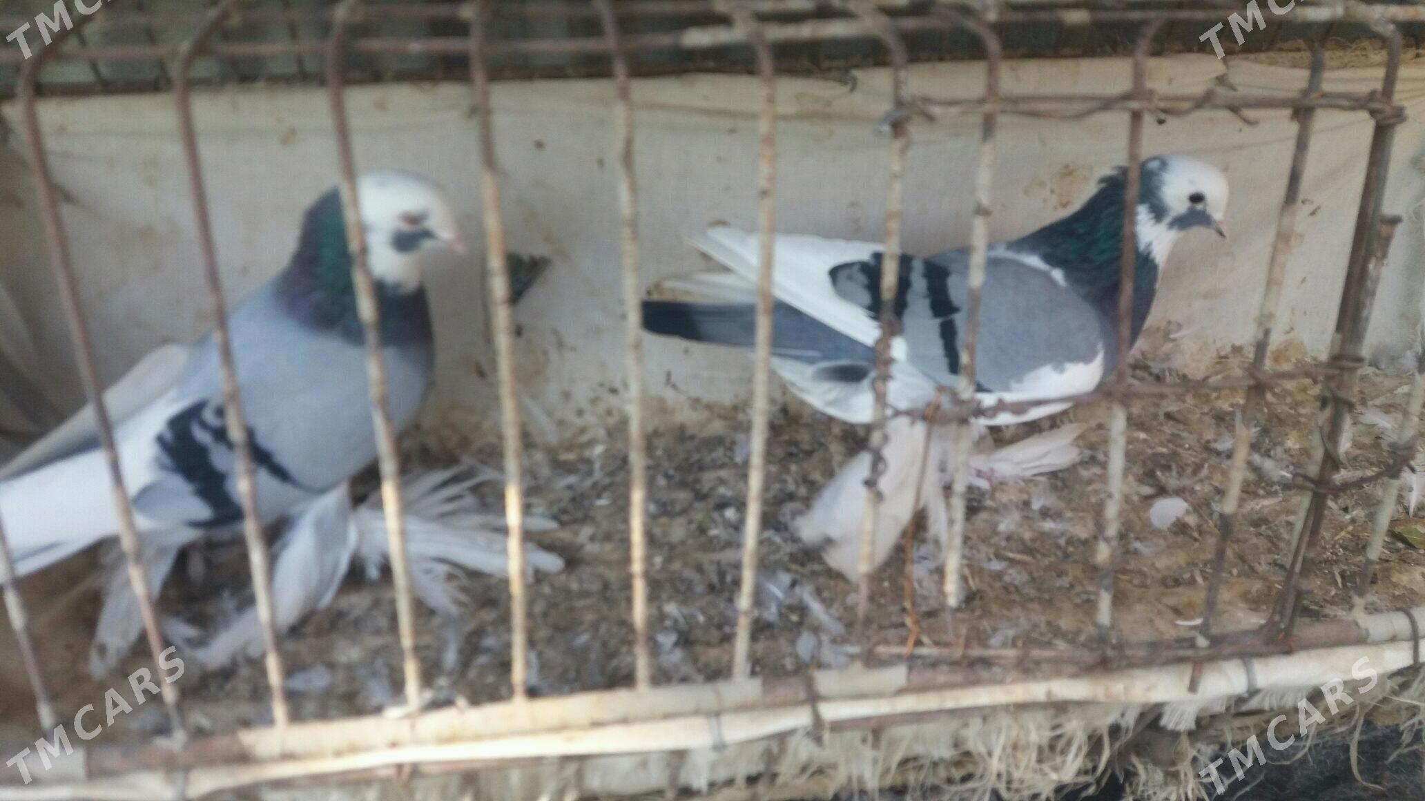 Kepderi - Mary - img 8