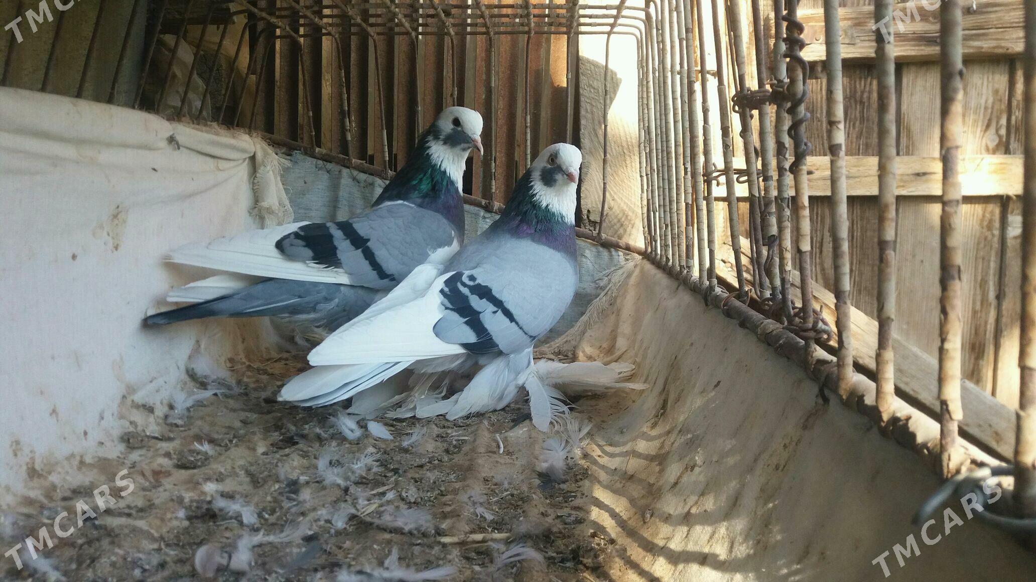 Kepderi - Mary - img 9