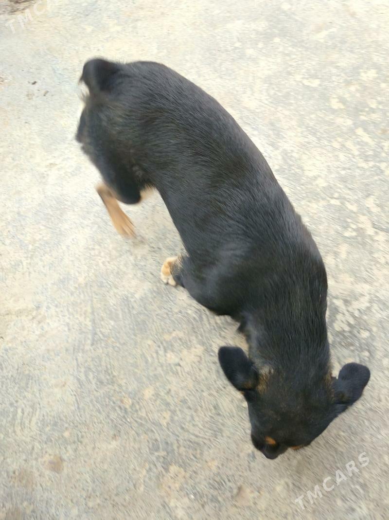 ulalmayan gujuk - Aşgabat - img 3