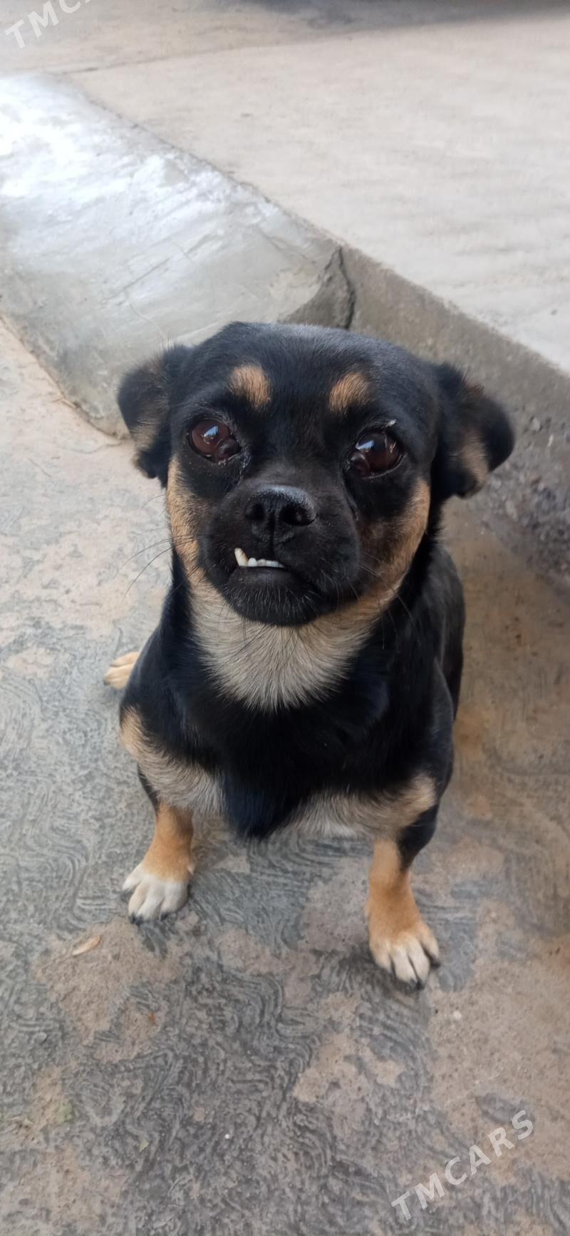 ulalmayan gujuk - Aşgabat - img 1