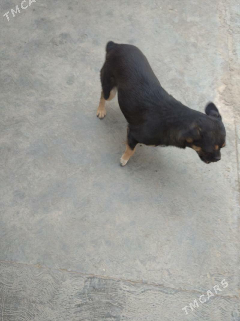 ulalmayan gujuk - Aşgabat - img 2