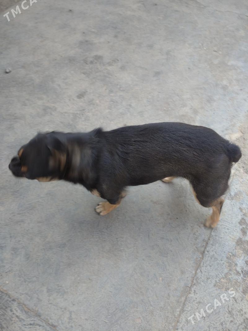 ulalmayan gujuk - Aşgabat - img 4