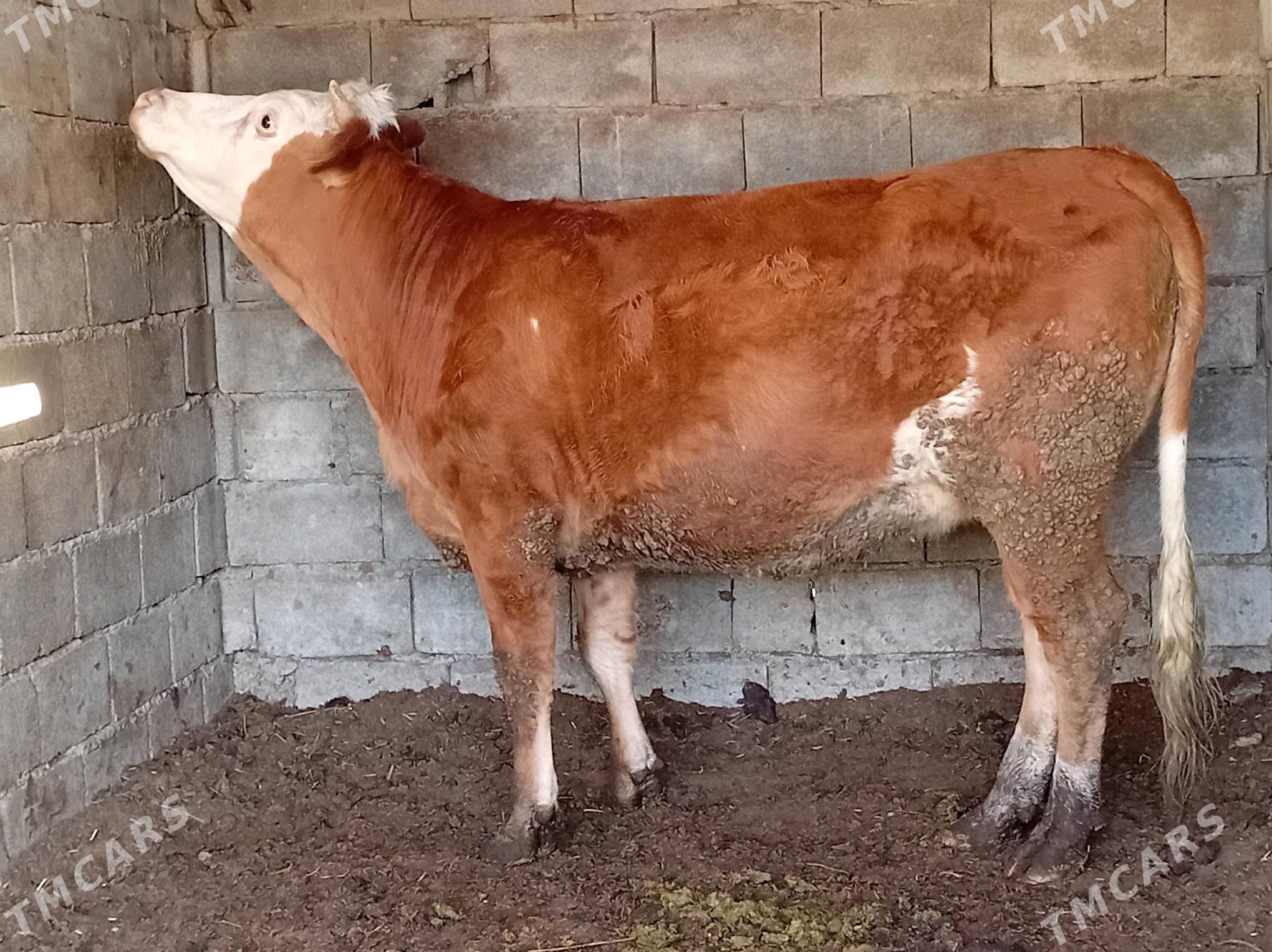 tuwe - Гёкдепе - img 3