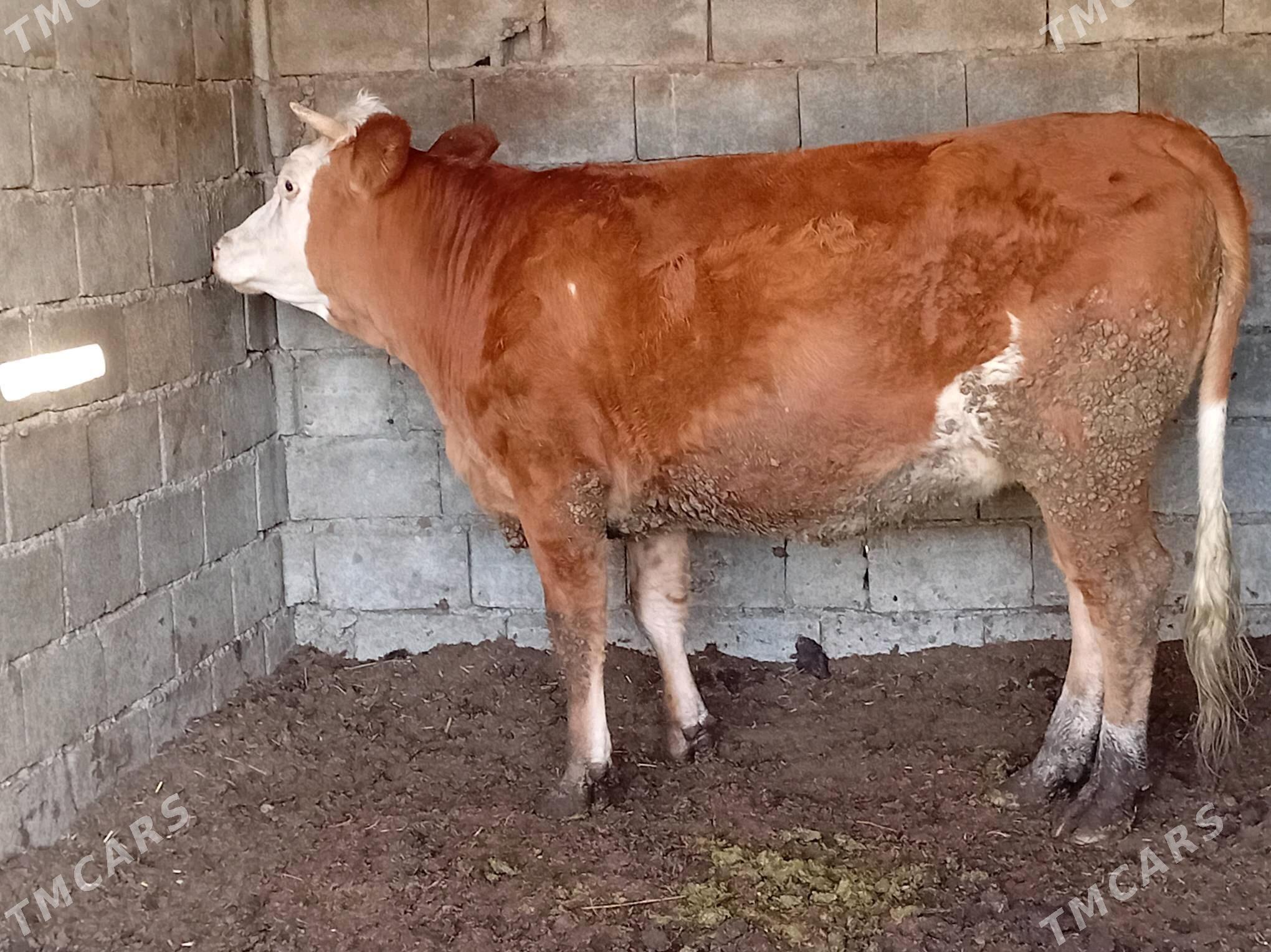 tuwe - Гёкдепе - img 4