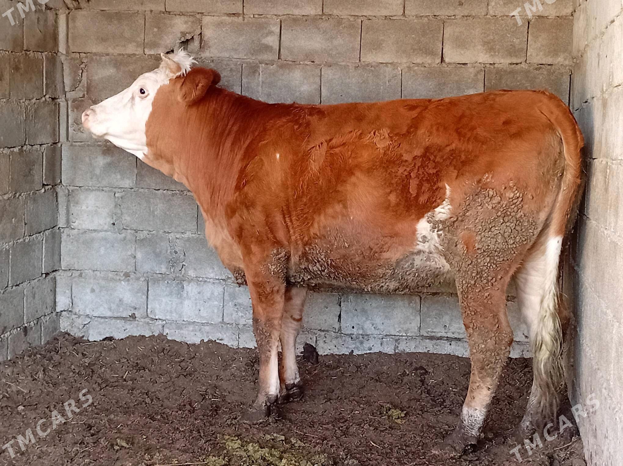 tuwe - Гёкдепе - img 2