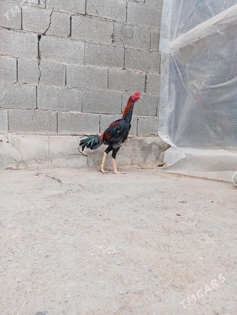 Tasgent - Бедев - img 2