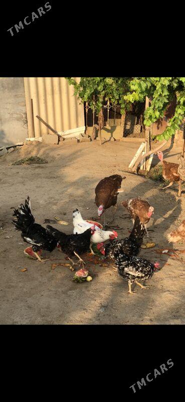 Legorin towuk - Херрикгала - img 7