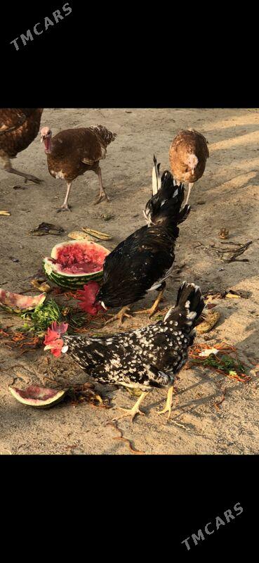 Legorin towuk - Херрикгала - img 5