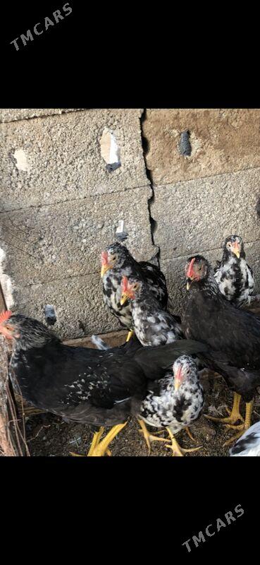 Legorin towuk - Херрикгала - img 9