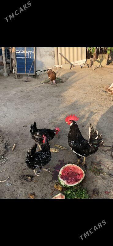 Legorin towuk - Херрикгала - img 3