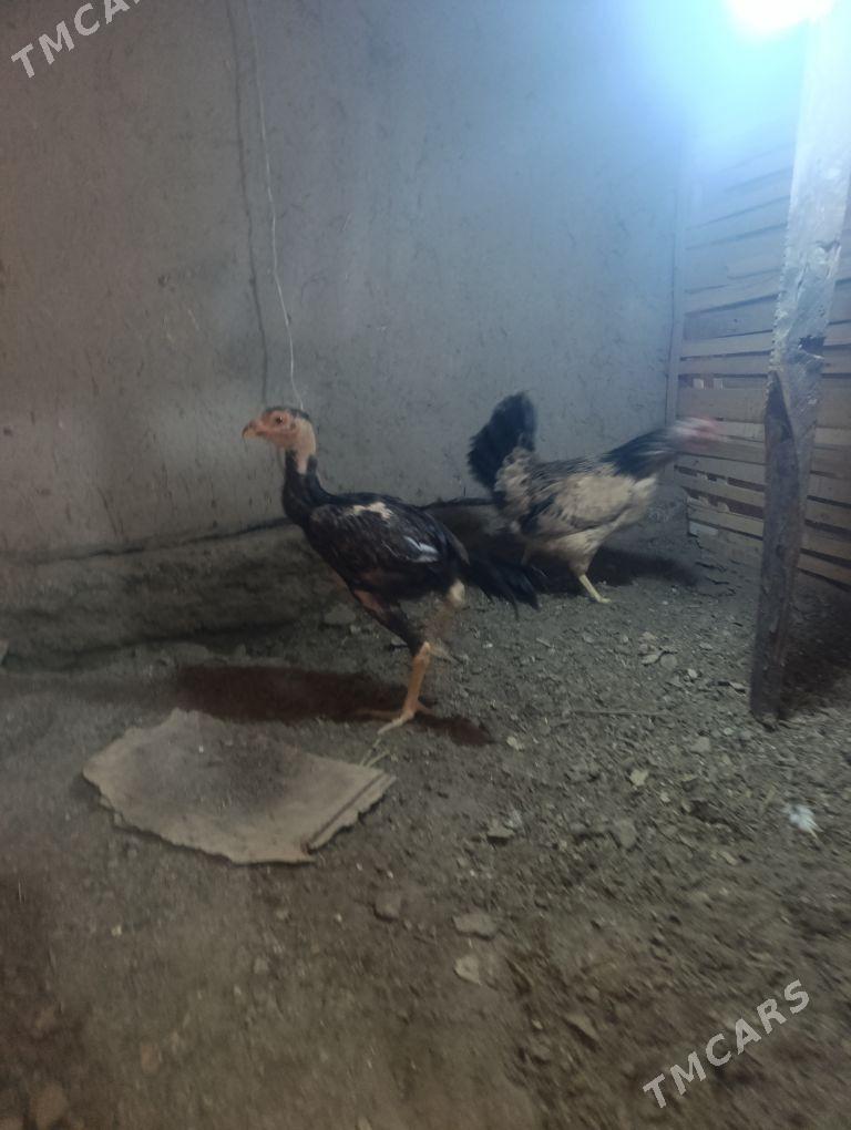 dakan - Köneürgenç - img 6