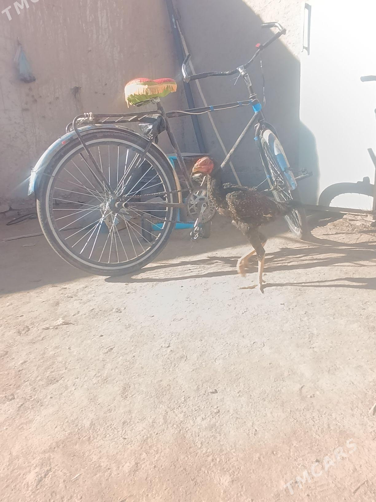 dakan - Köneürgenç - img 2