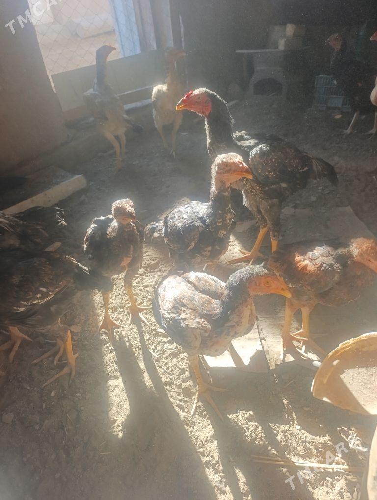 dakan - Köneürgenç - img 8