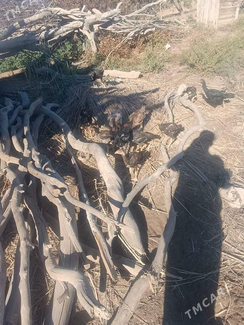 dakan - Köneürgenç - img 4