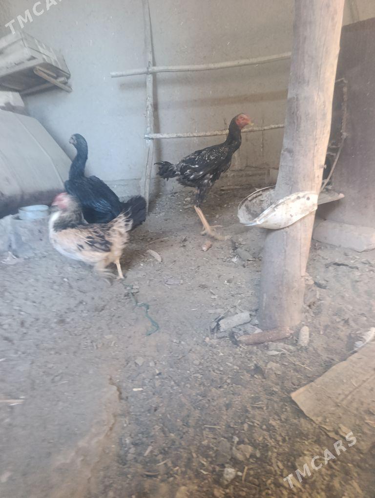 dakan - Köneürgenç - img 9