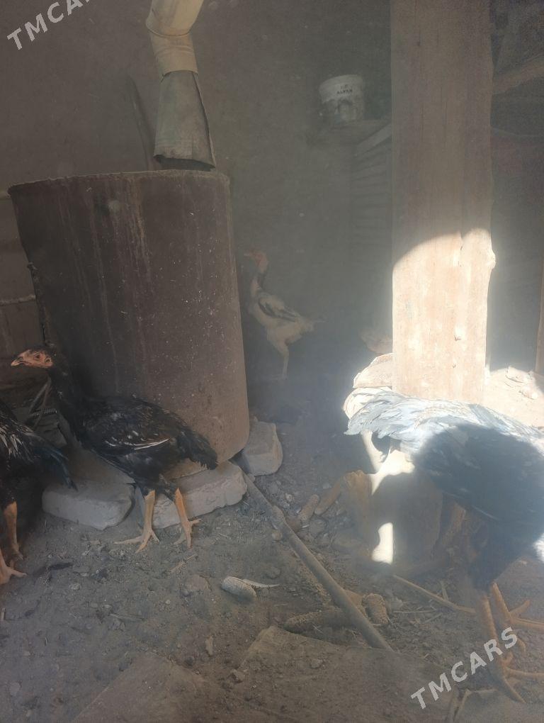 dakan - Köneürgenç - img 10