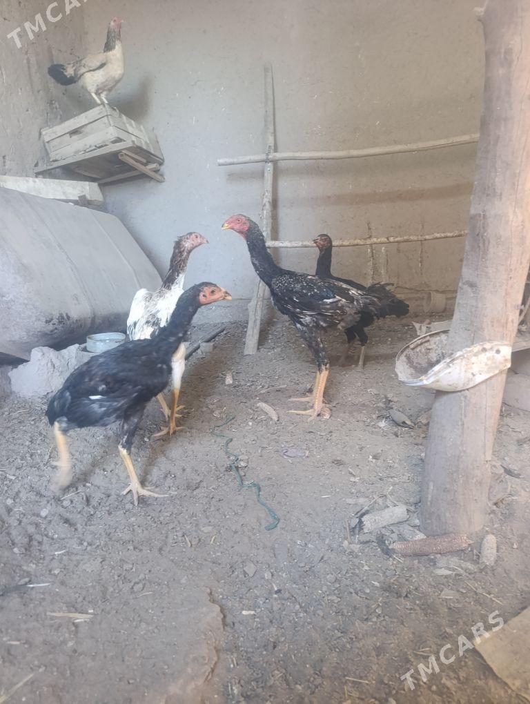 dakan - Köneürgenç - img 7