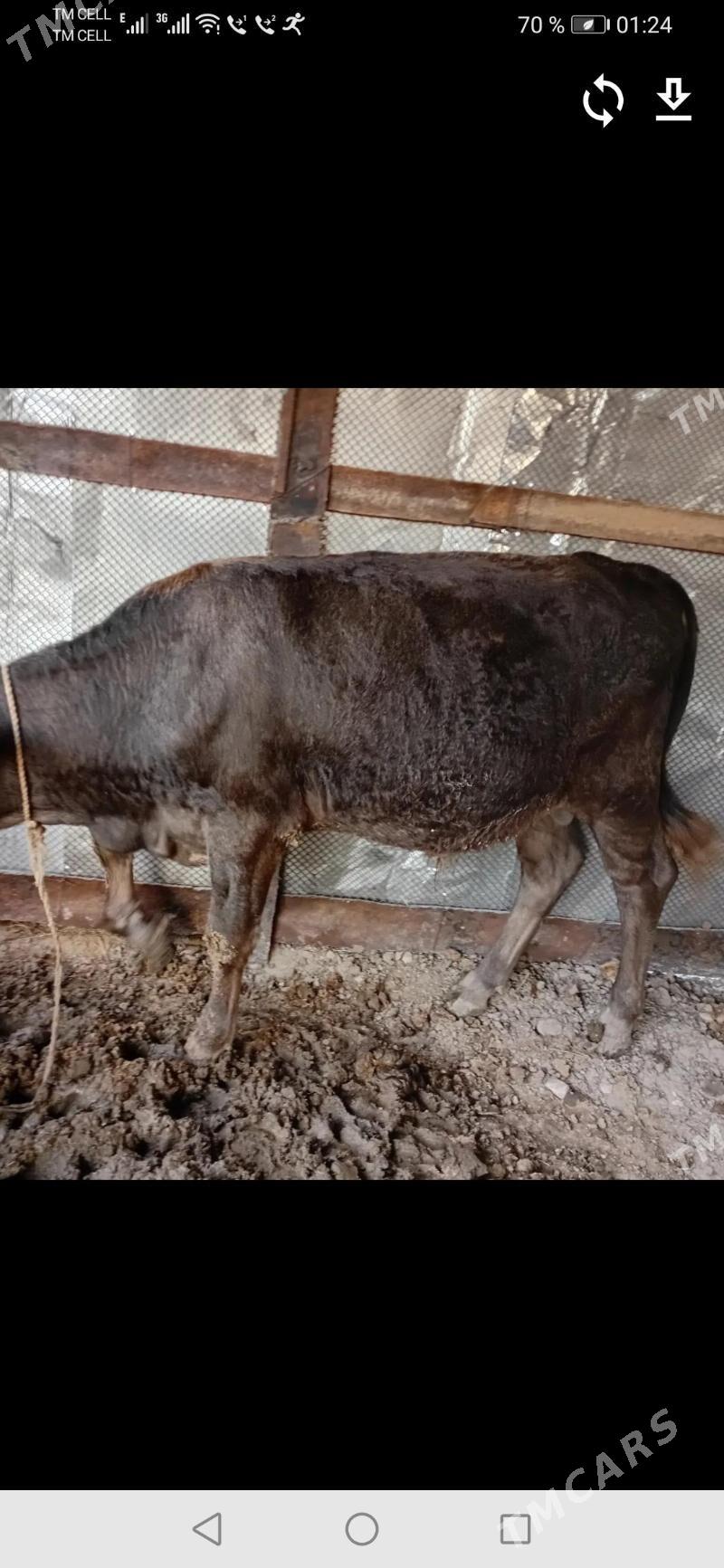 öküzçe, gaçar - Балканабат - img 1