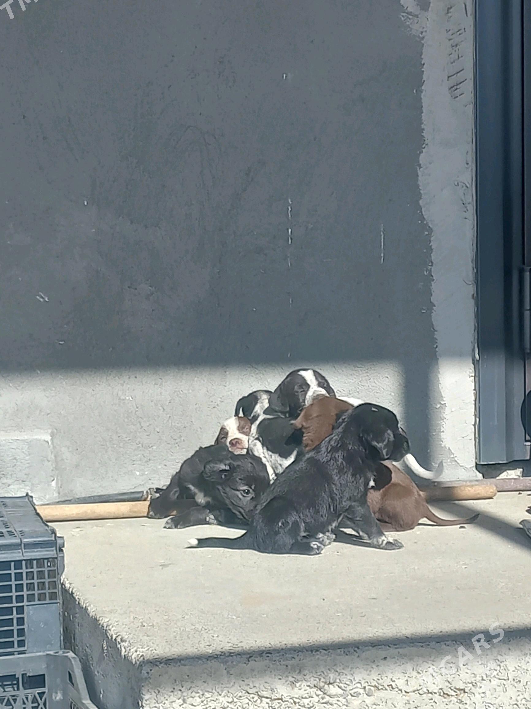 Tuzik - Aşgabat - img 1