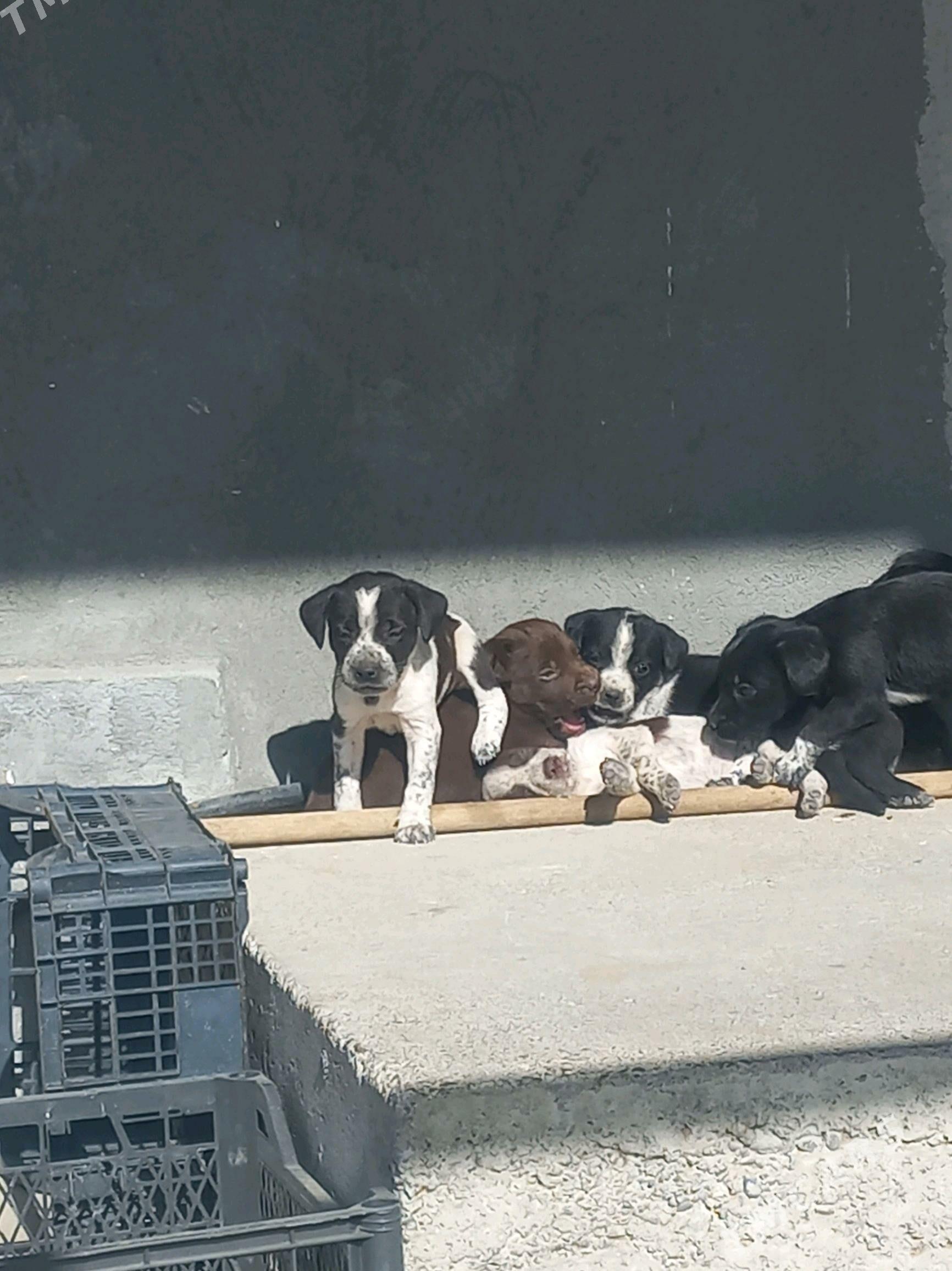 Tuzik - Aşgabat - img 2