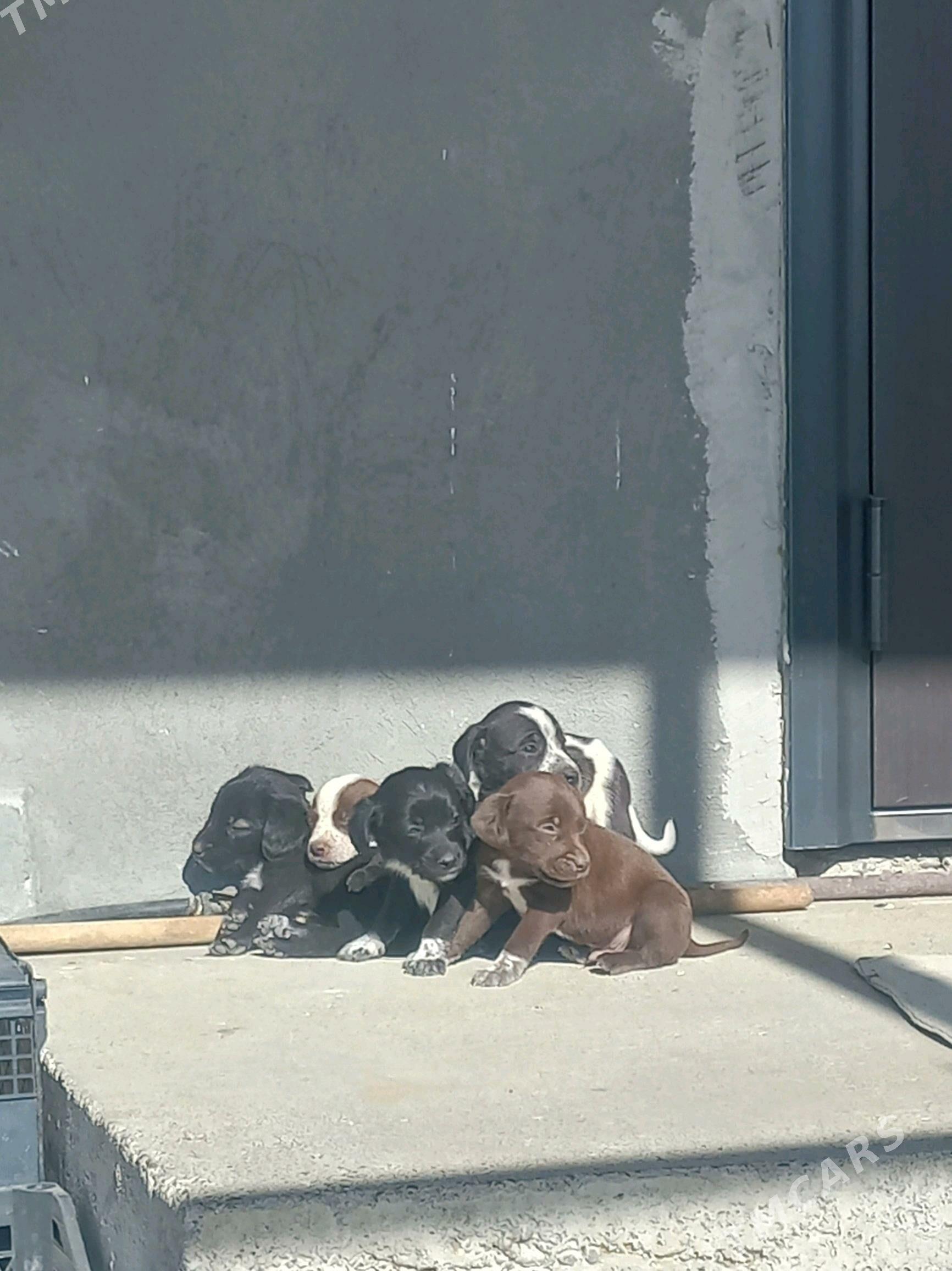 Tuzik - Aşgabat - img 4