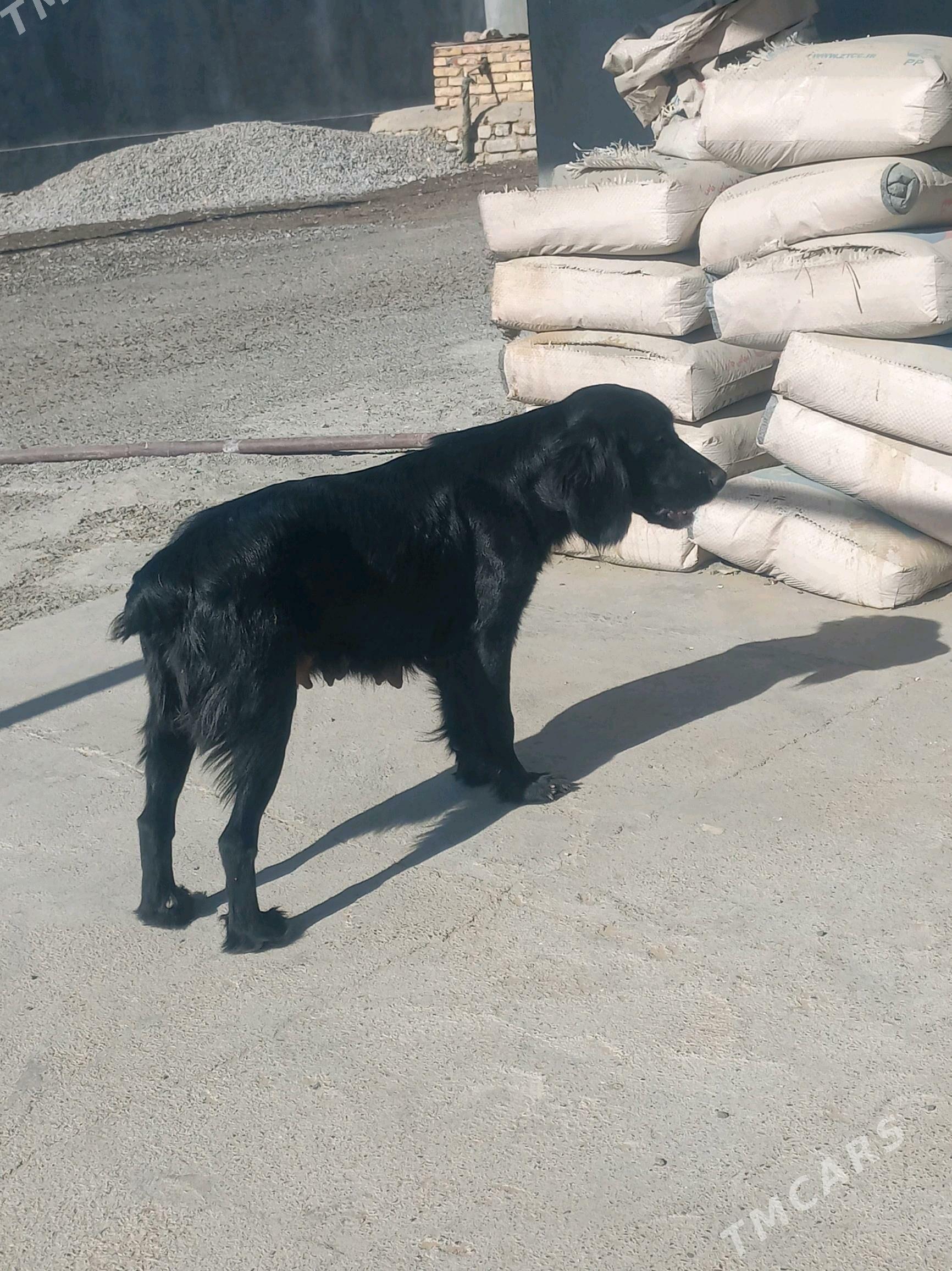 Tuzik - Aşgabat - img 3