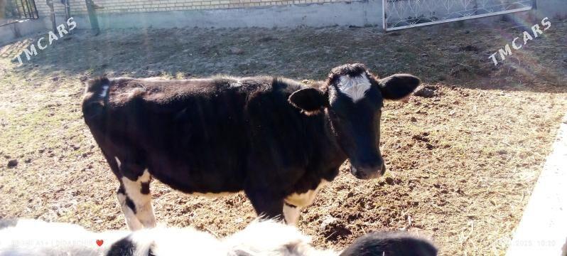 gunajyn - Чарджоу - img 2