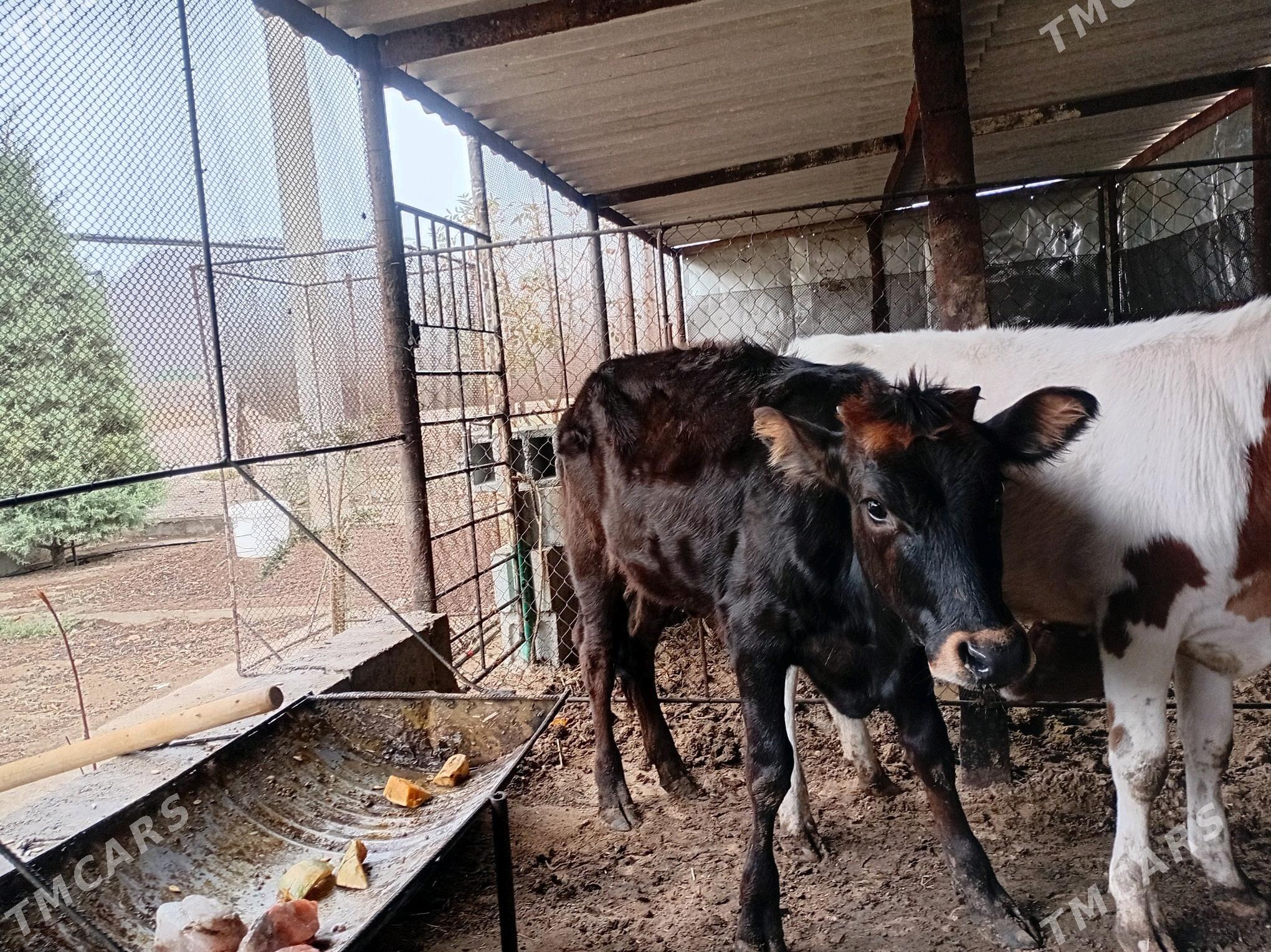 öküzçe, gaçar - Балканабат - img 5