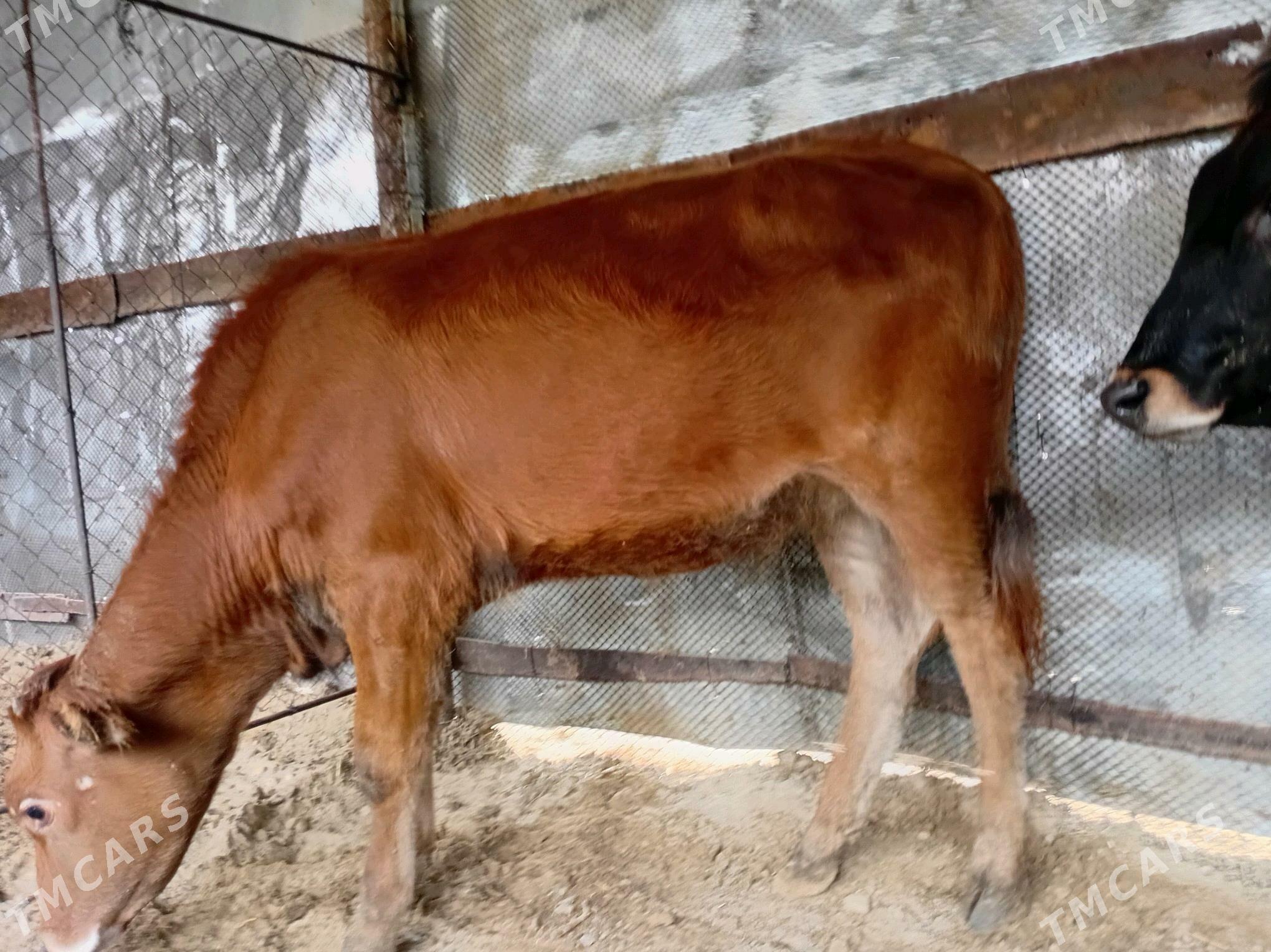 öküzçe, gaçar - Балканабат - img 6