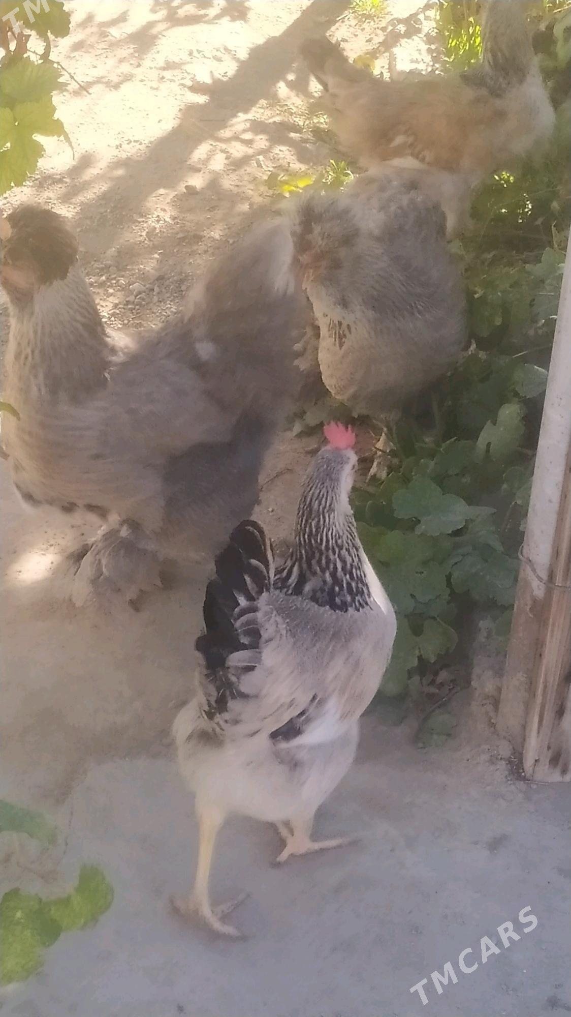 dwoyka troyka towuk - Balkanabat - img 2