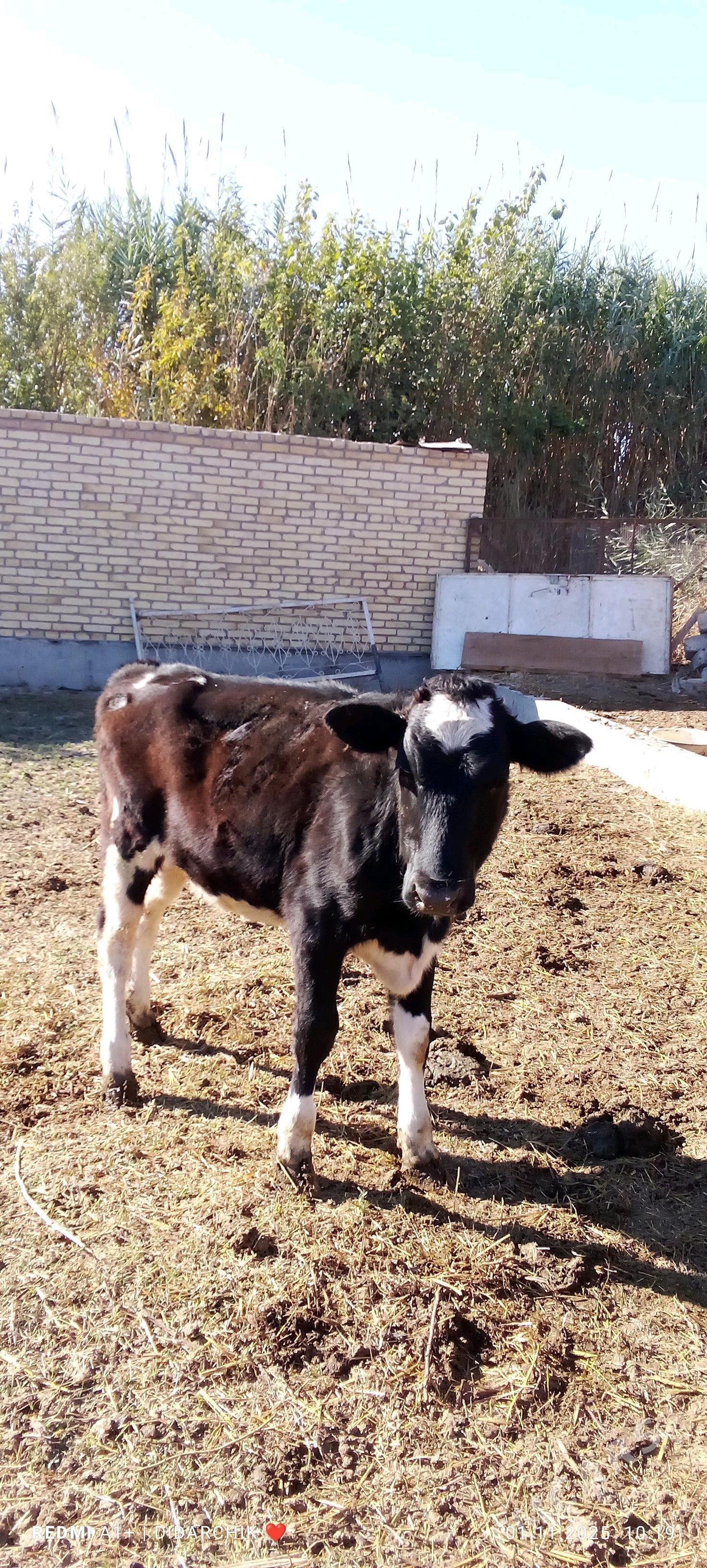 gunajyn - Чарджоу - img 1