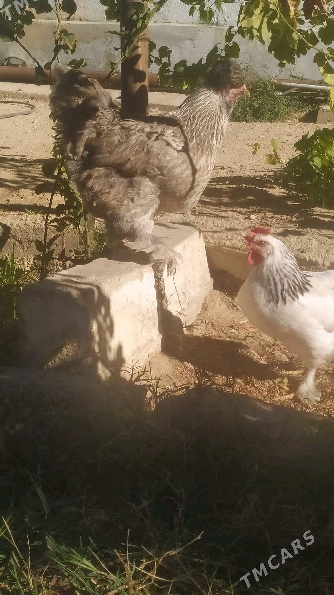 dwoyka troyka towuk - Balkanabat - img 4