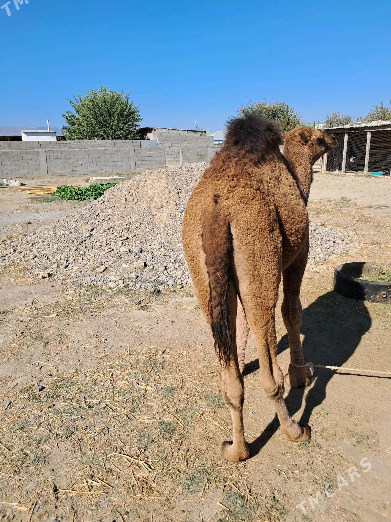 Owṣyk - Gökdepe - img 3