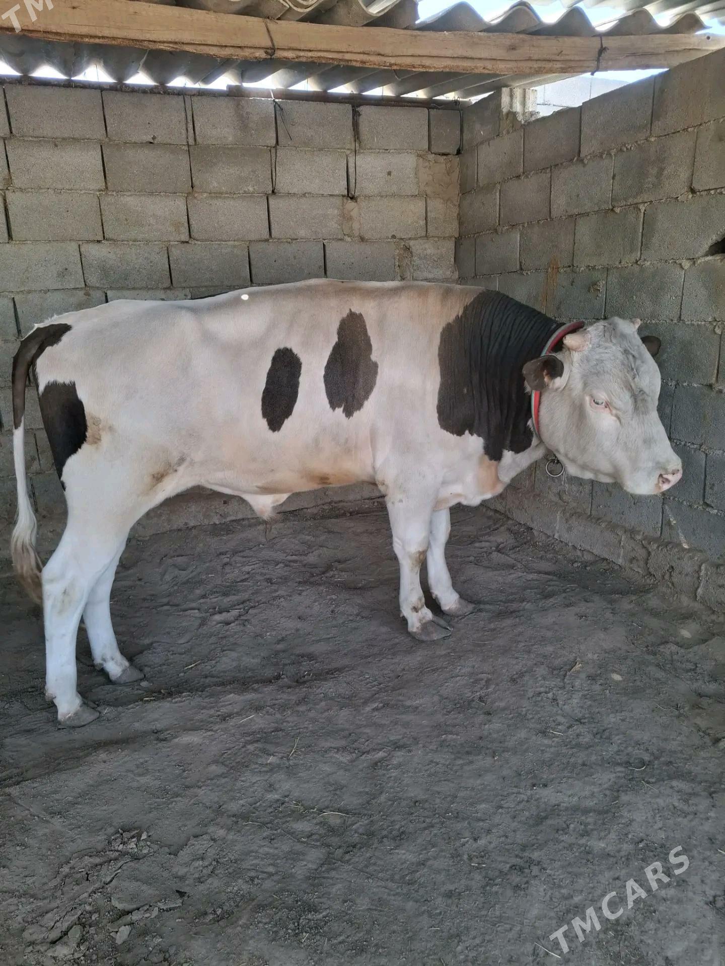 ökiz - Ашхабад - img 2