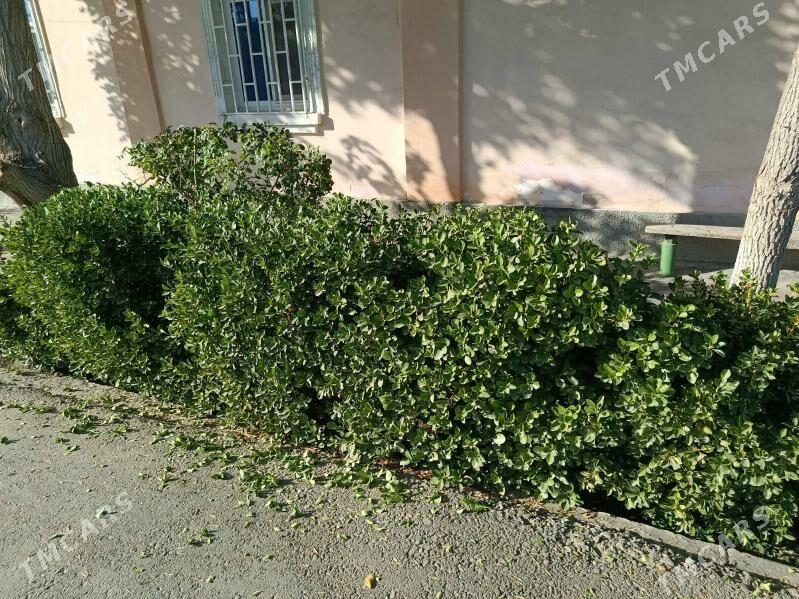 bag kesmek - Gagarin köç, köne Howa menzili - img 1