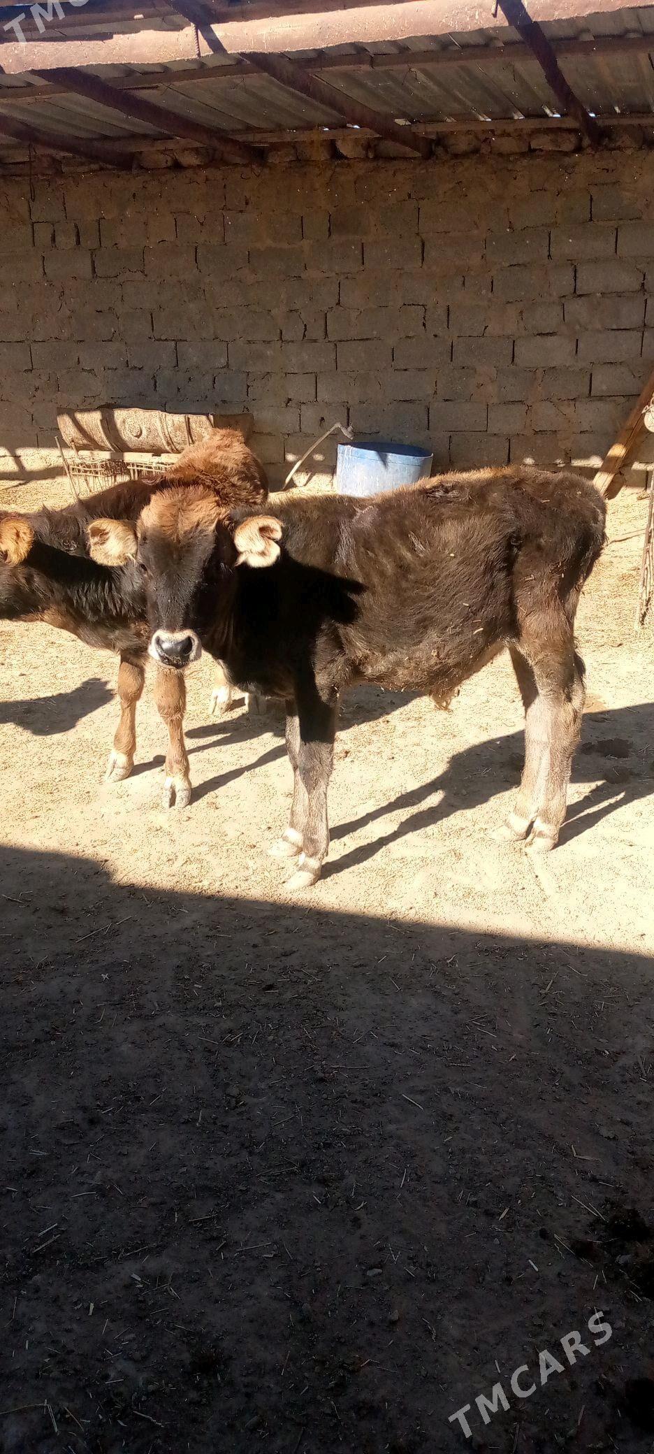 okuzce gacar - Balkanabat - img 1