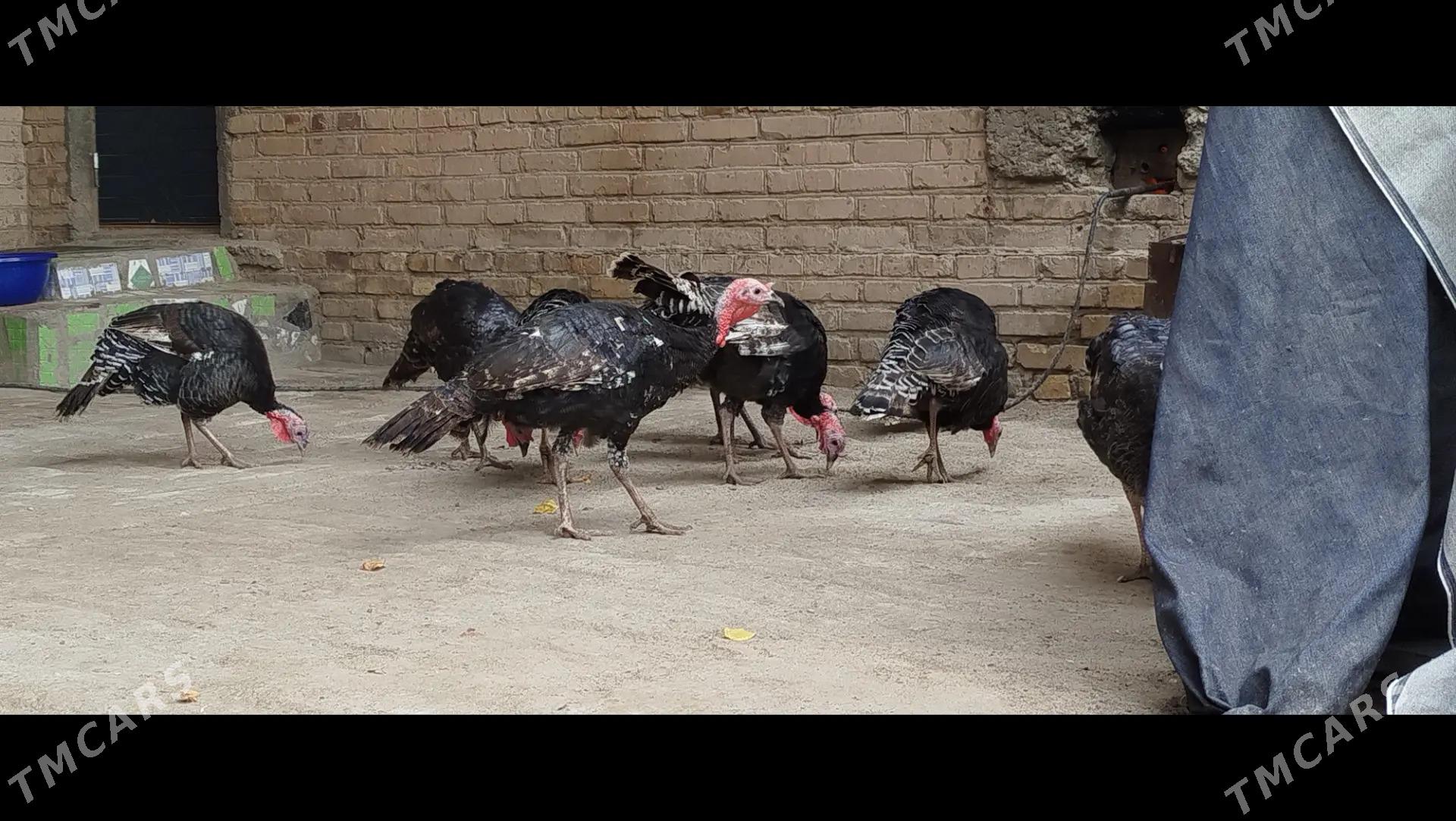 индук - Чарджоу - img 3