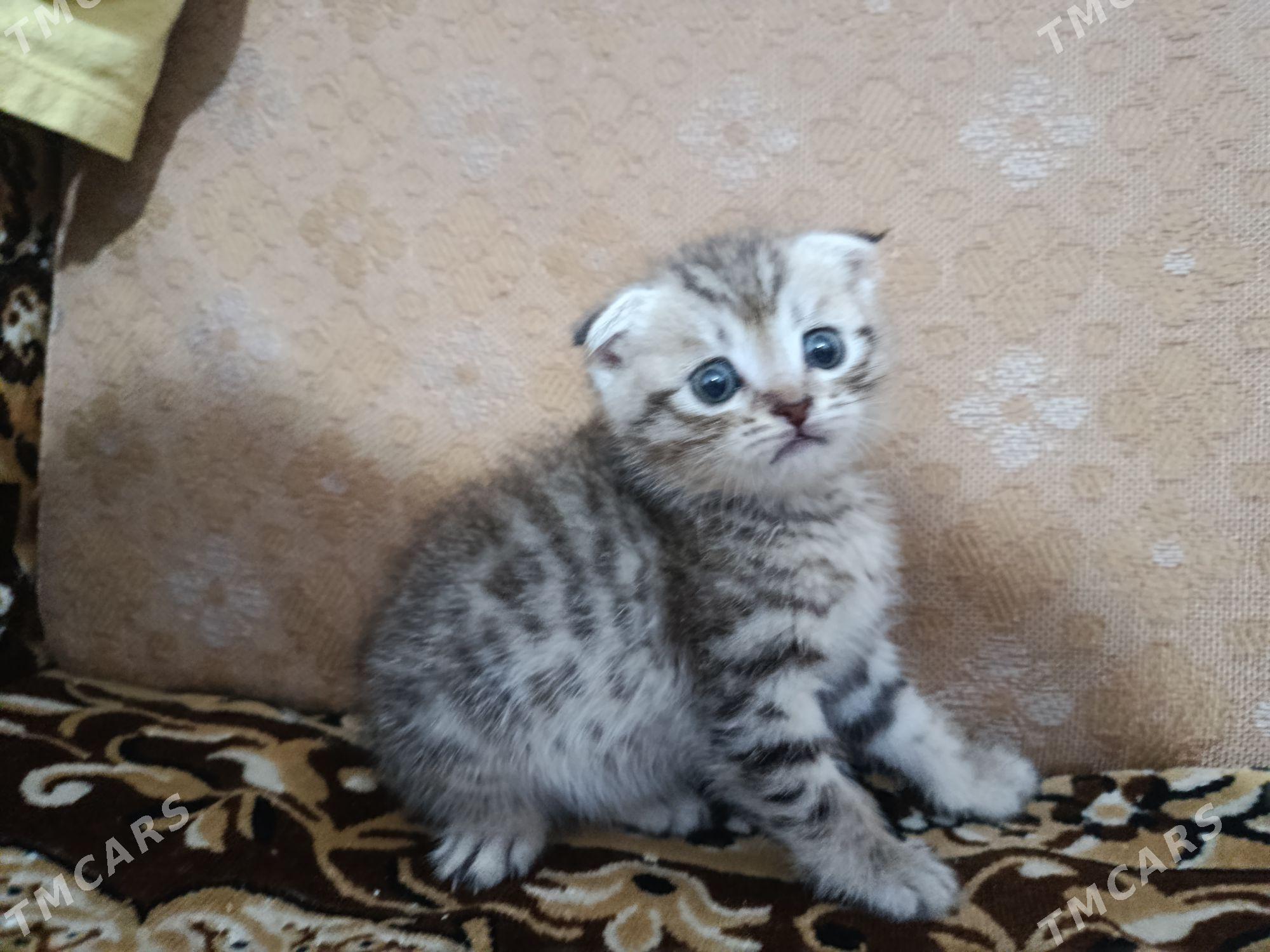 кошечка - Türkmenabat - img 2