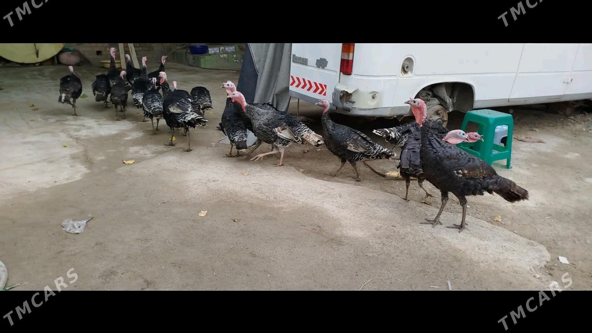 индук - Чарджоу - img 2