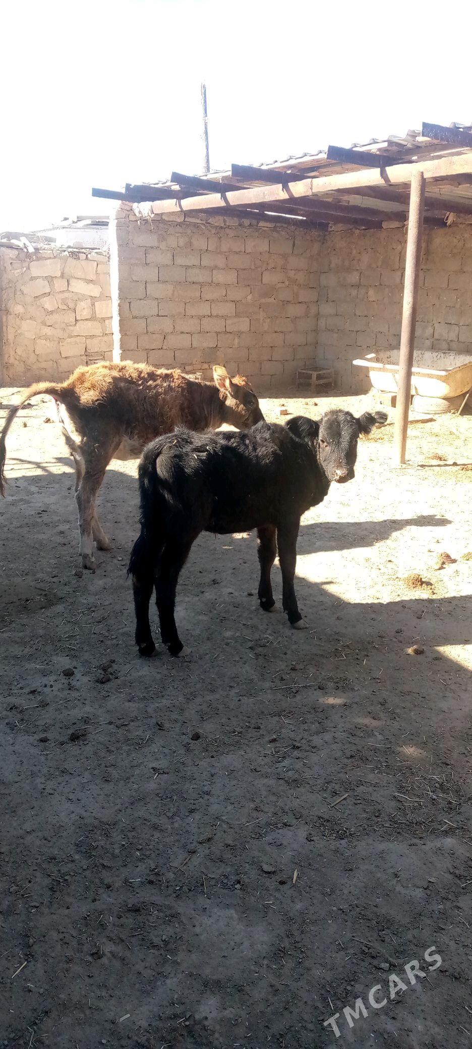 okuzce gacar - Balkanabat - img 2