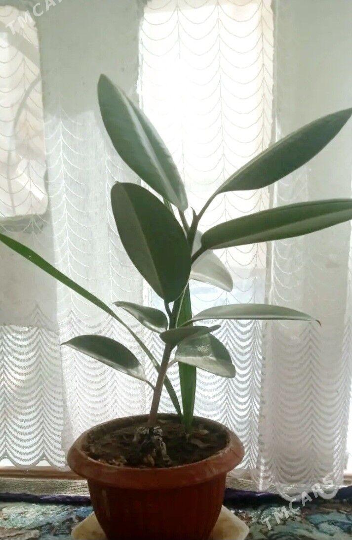 цветы - Mary - img 3