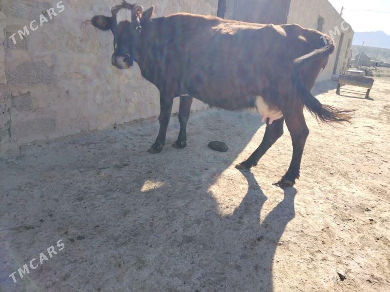 Golely sygyr - Берекет - img 1