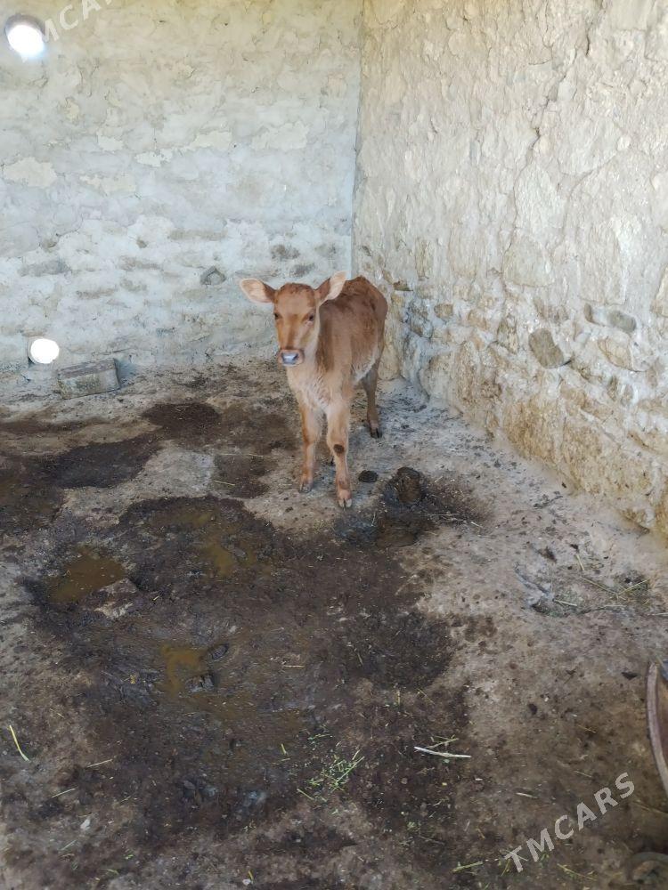 Golely sygyr - Берекет - img 2