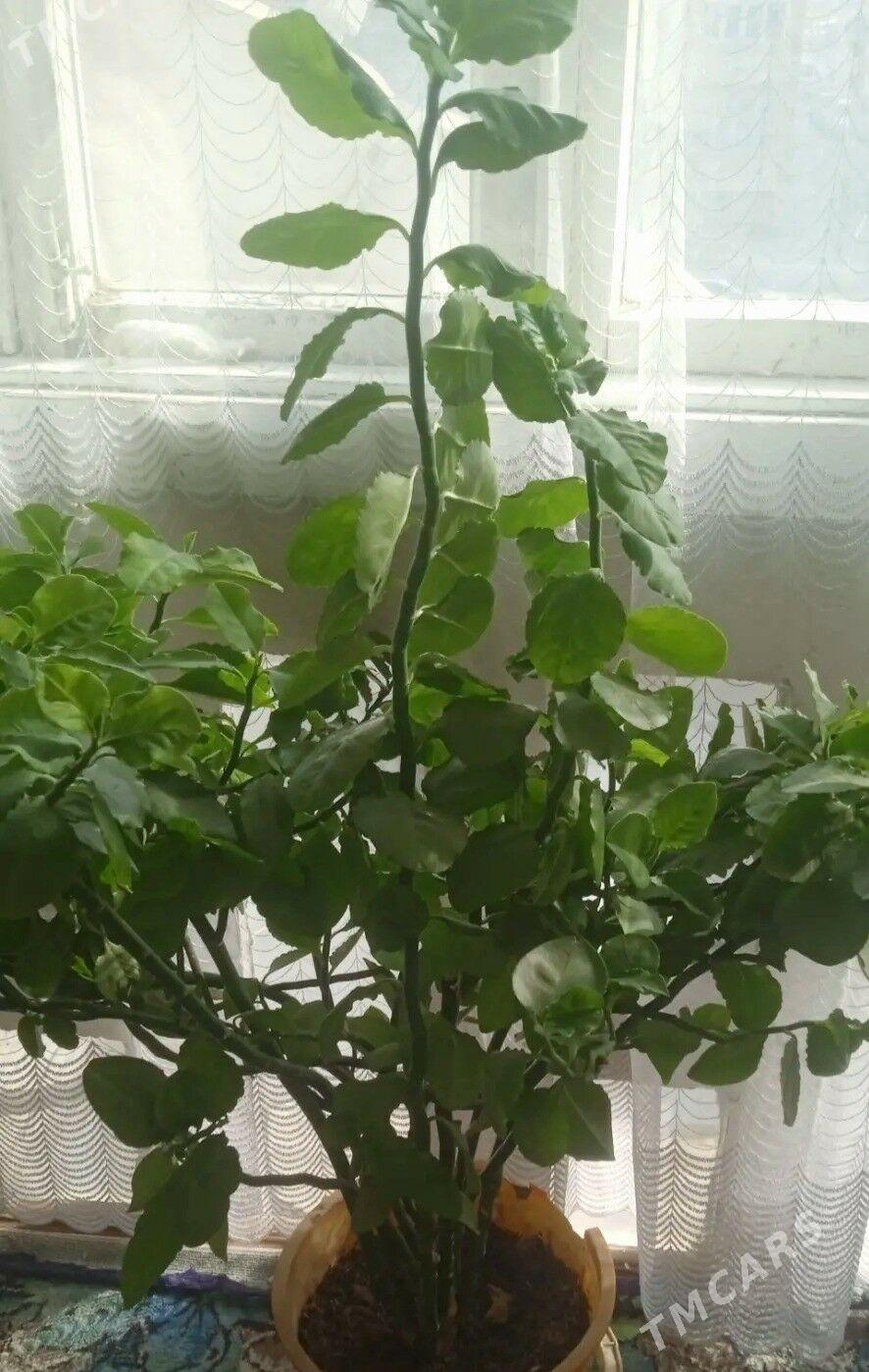 цветы - Mary - img 2